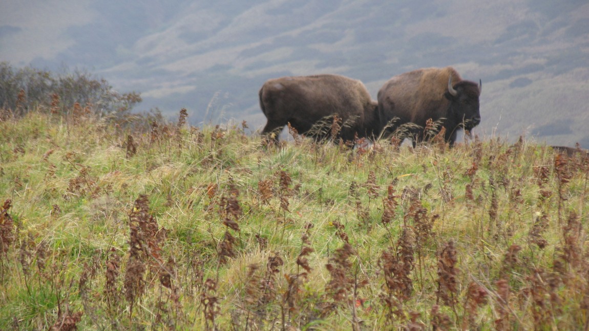 Buffalo on Narrow Cape