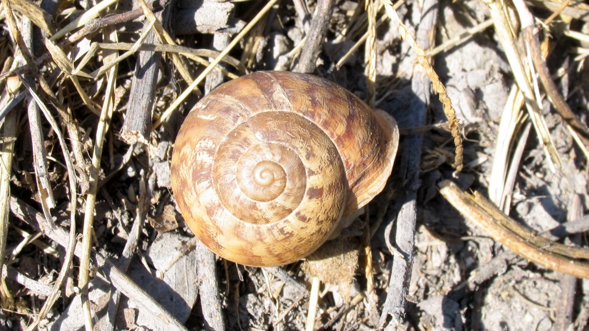 Snail at a rest stop