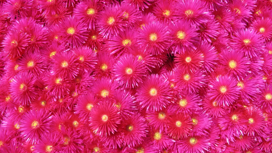 Flowers near a rest stop