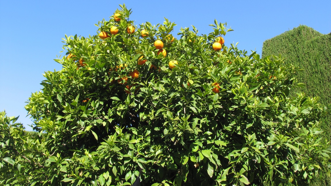 Orange tree at La Alhambra