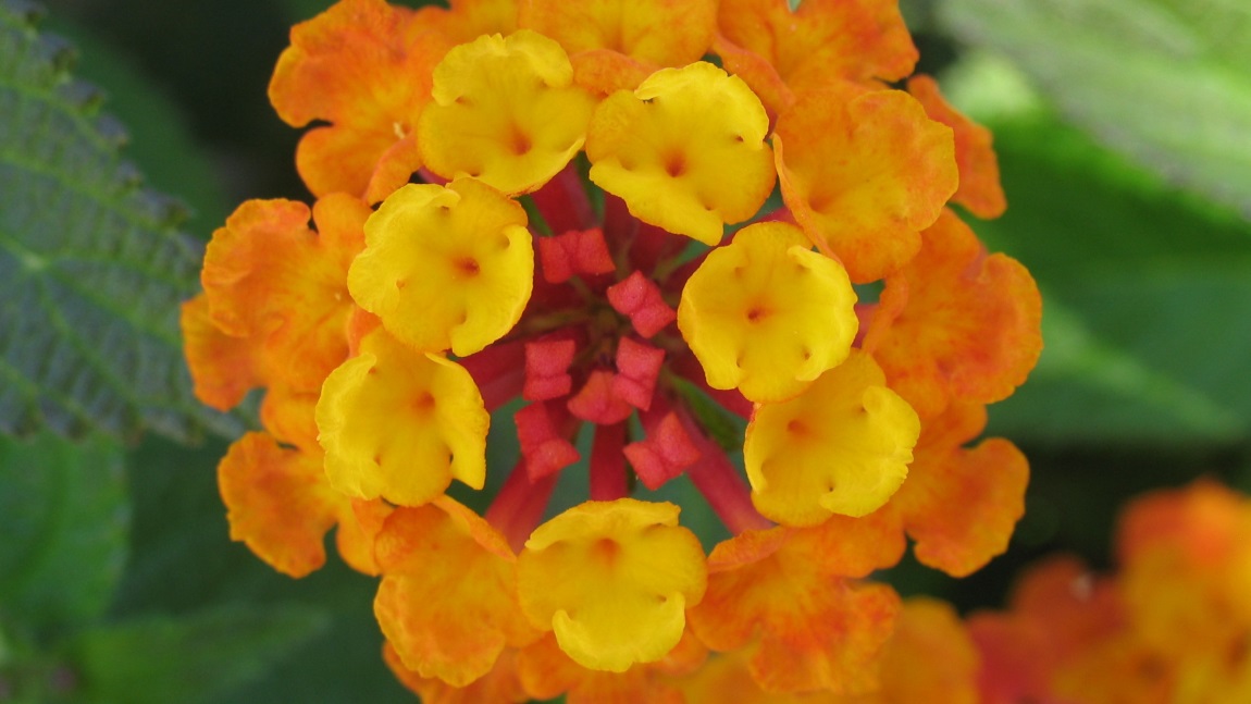 Flower picturing in Torremolinos