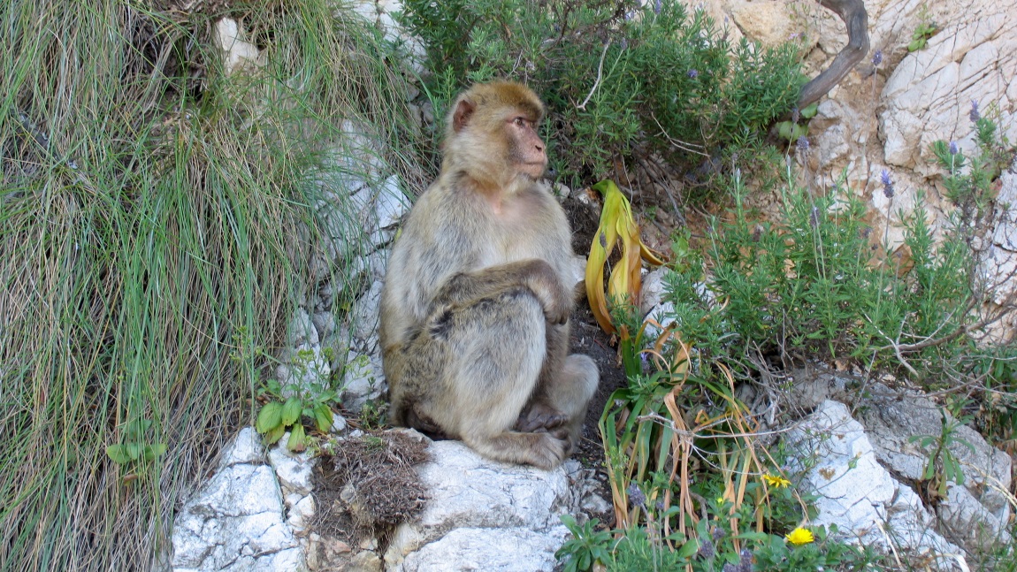 Barbary macaque