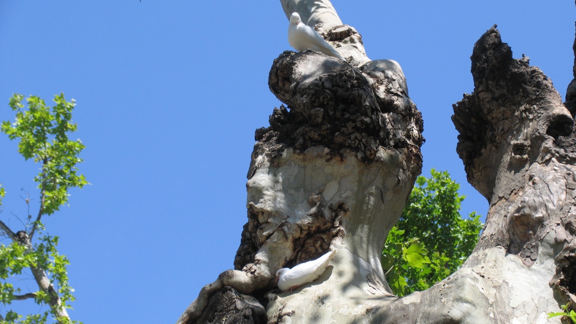 Doves in a tree