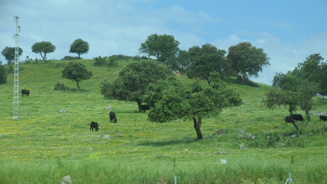 Driving from Seville to Madrid