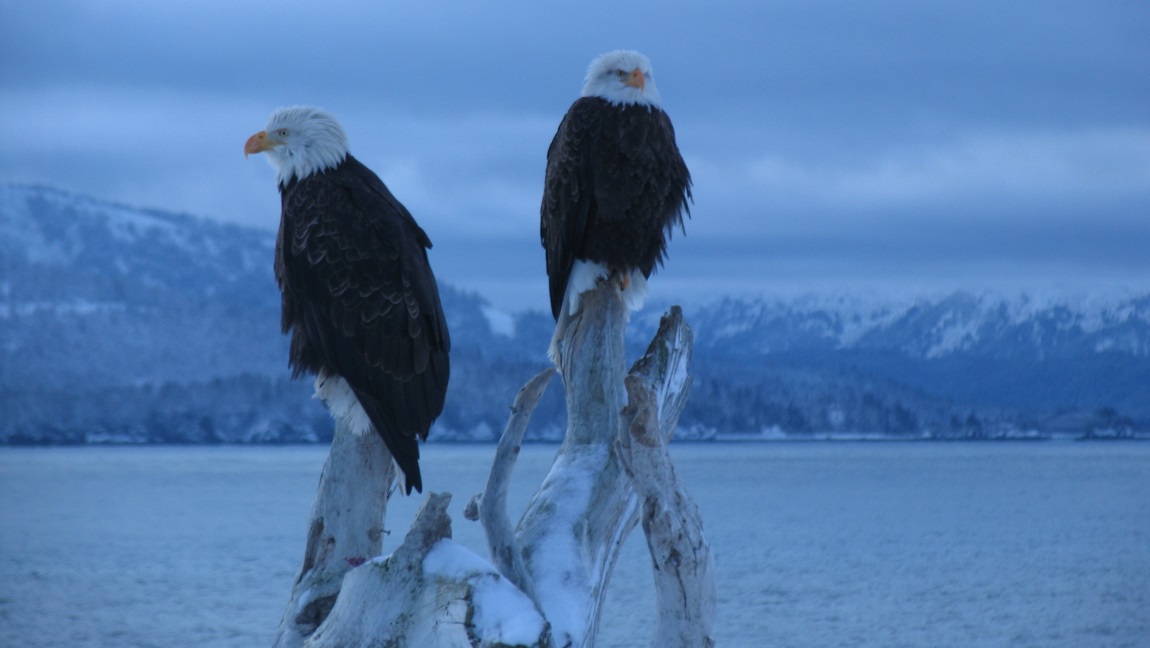 Bald Eagles waiting