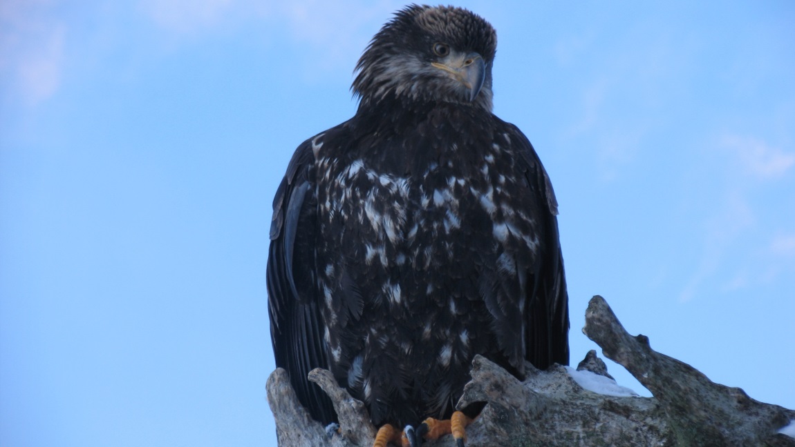 Juvenile bald eagle