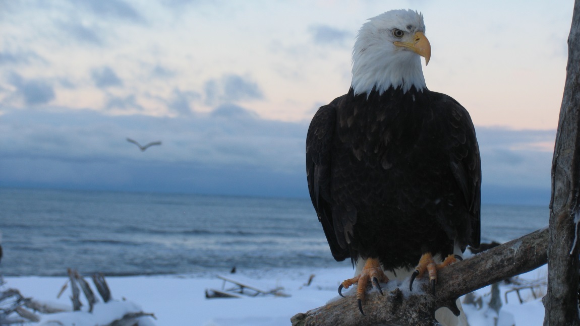 Adult Bald Eagle