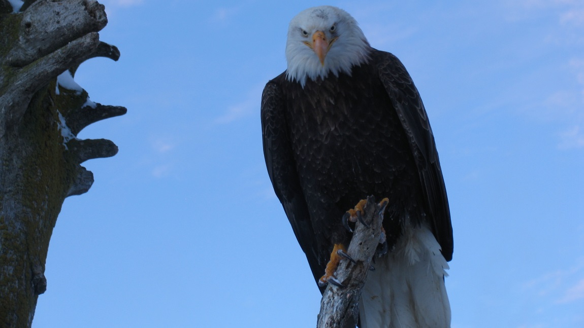 Overlooking the feeding area