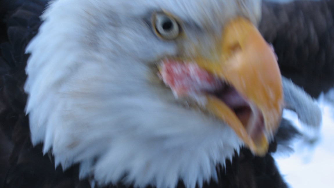 Eating a piece of frozen fish