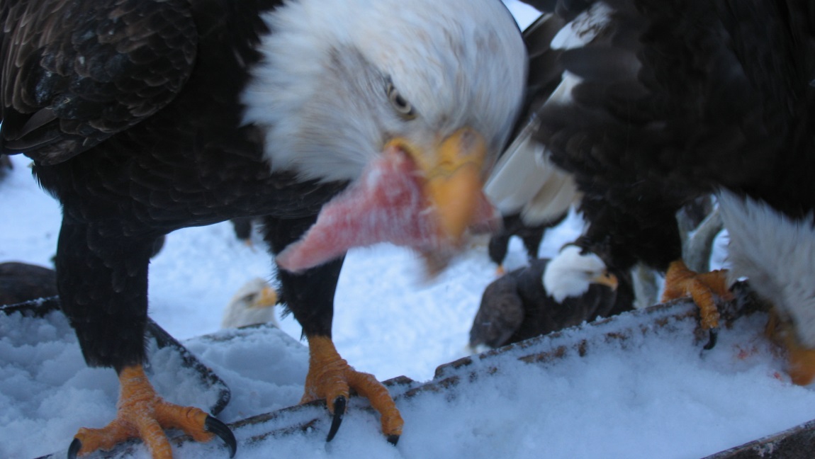 Eating a piece of frozen fish