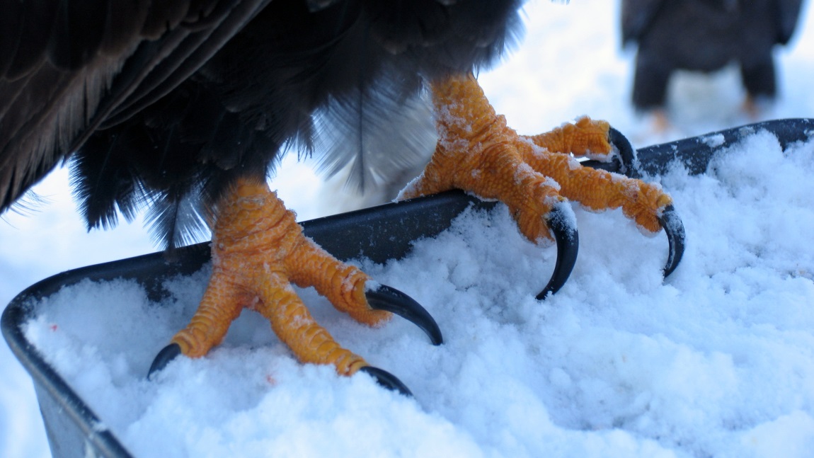 Close up of the huge claws