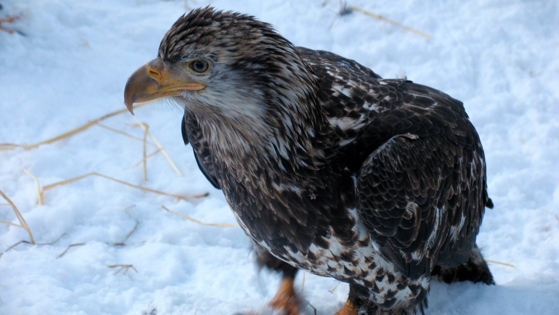 Very young bald eagle