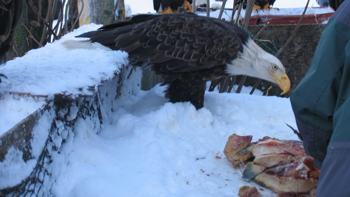 Impatient eagle