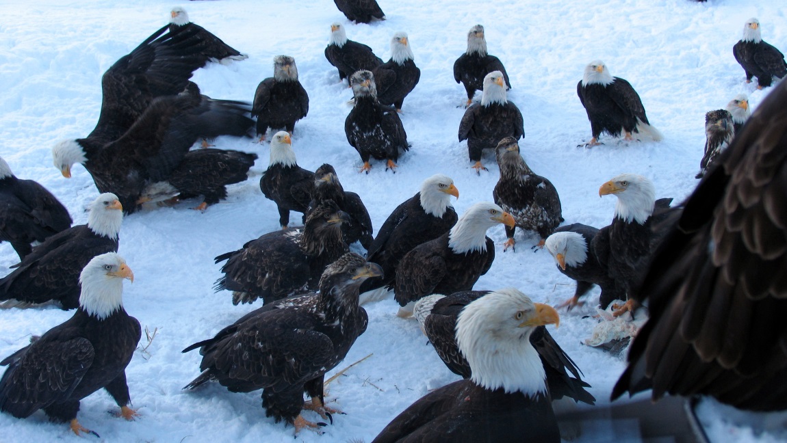 Plenty of Bald Eagles