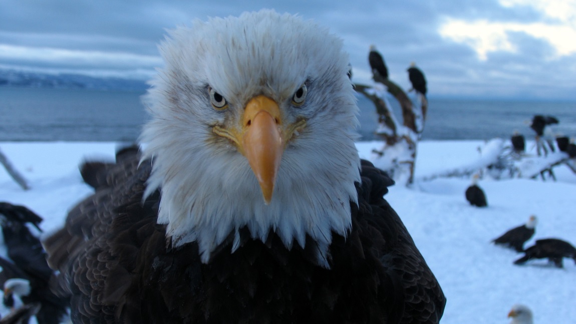Bald Eagle staring at me