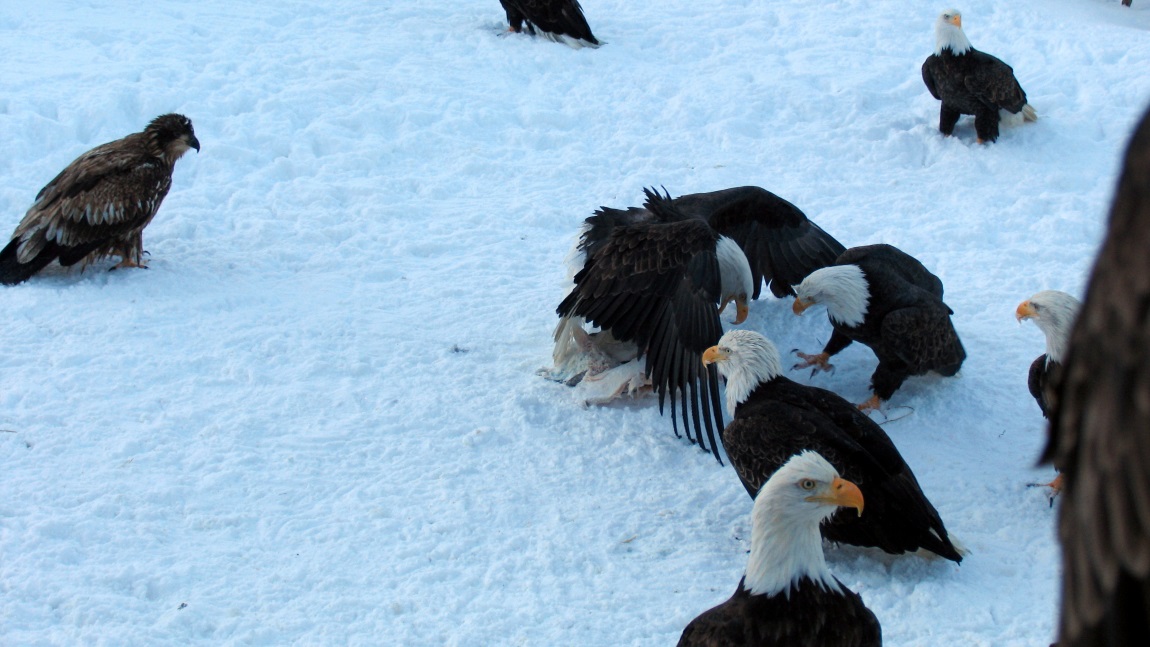 Eagles will often cover their food