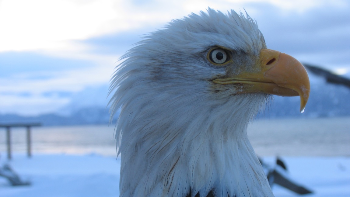 Bald Eagle head