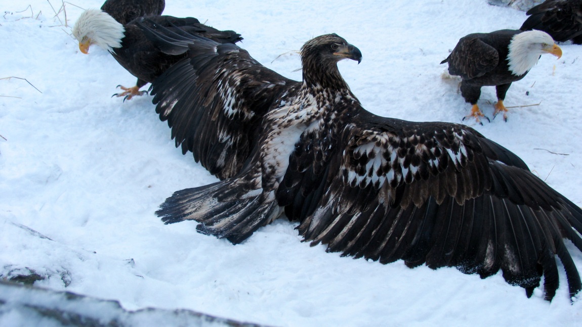 Bald Eagle that won't share