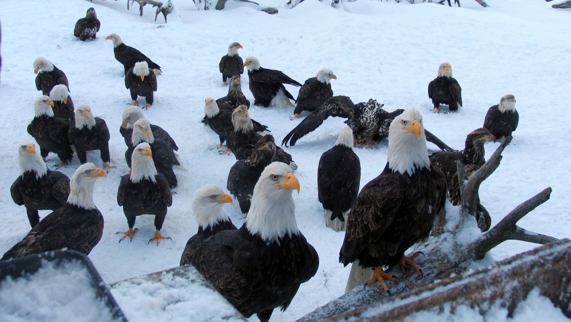 Eagles at the feeding area