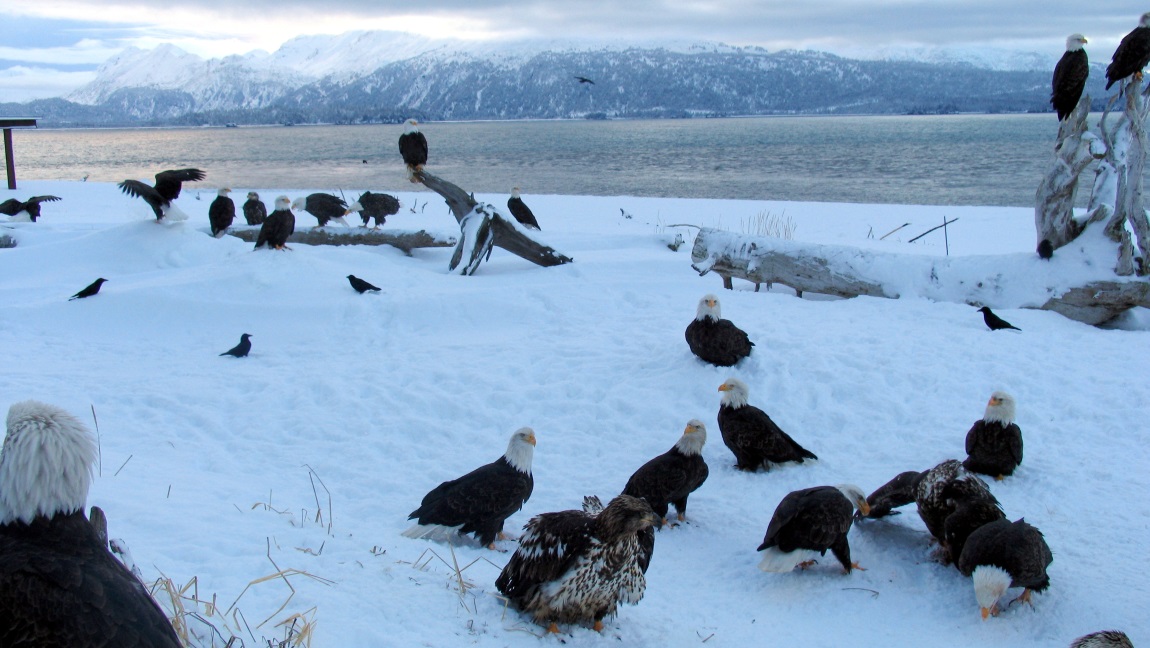 Bald Eagle feeding area