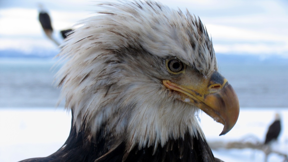 Young eagles head