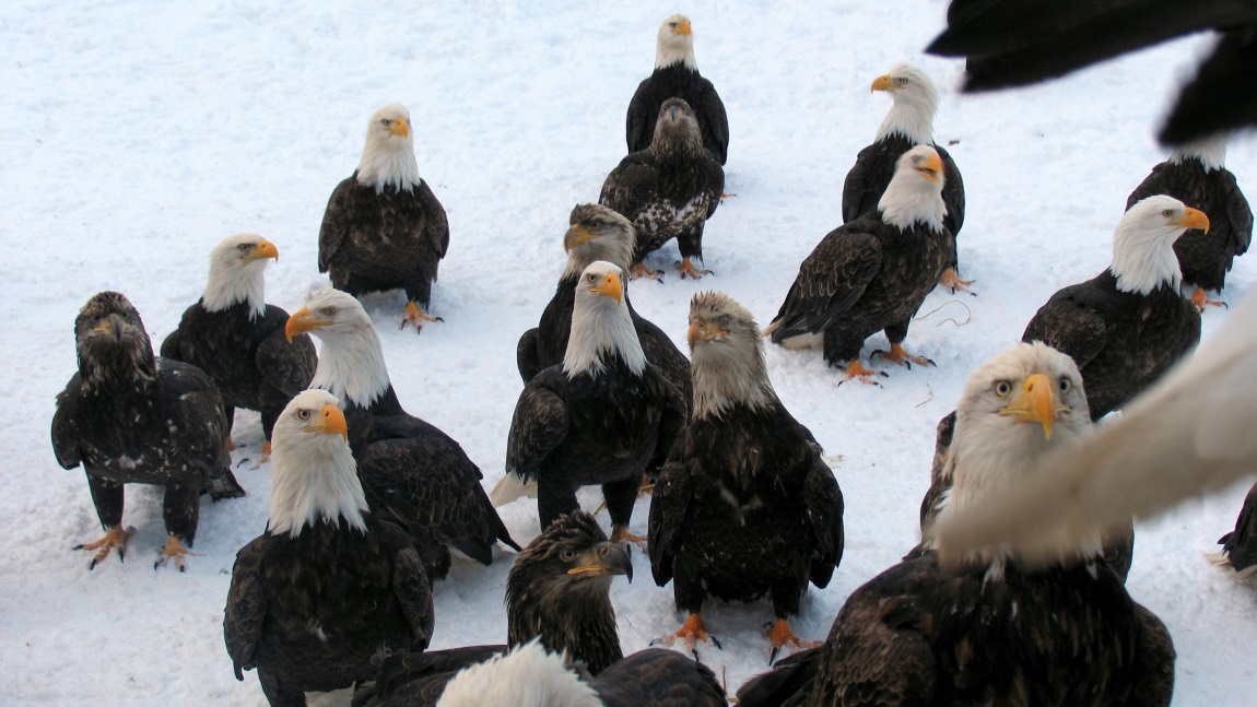 Eagles have bottomless appetites