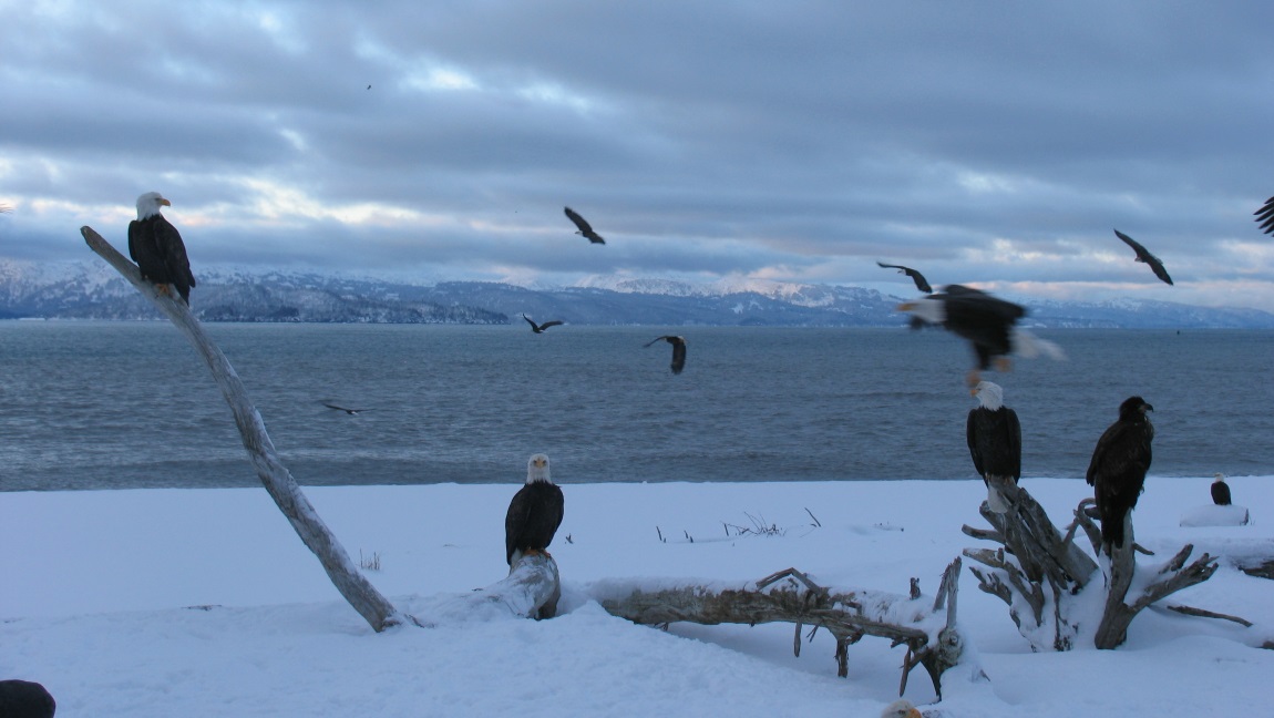 Bald eagles flying around