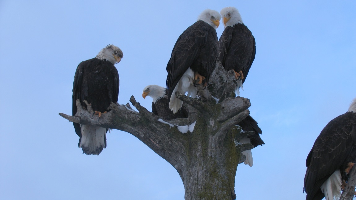 Eagles on a driftwood post