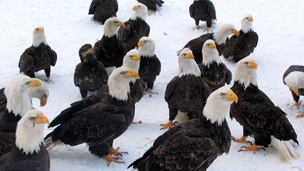 Eagles milling around