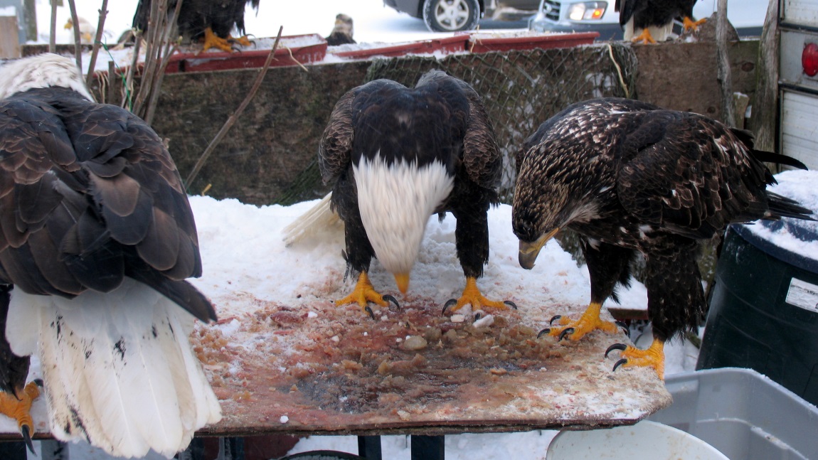 Looking for scraps