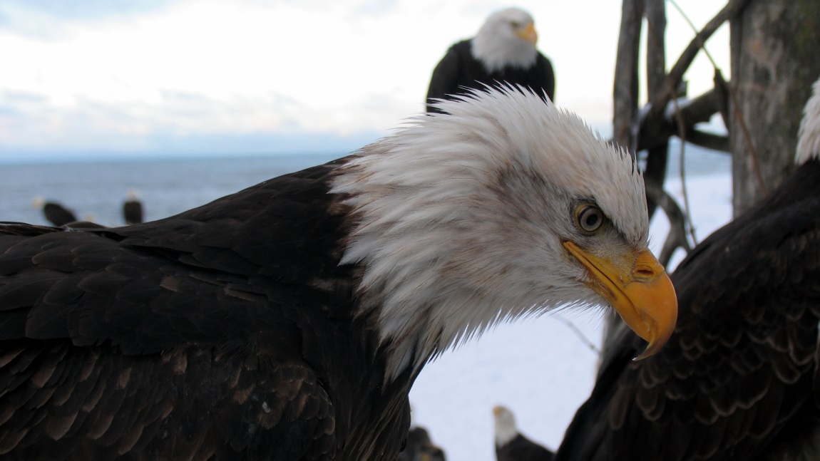 Eagle close up