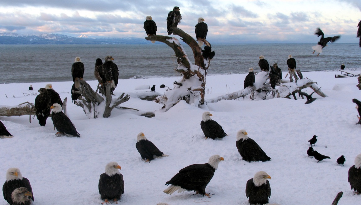 Eagles at the feeding area