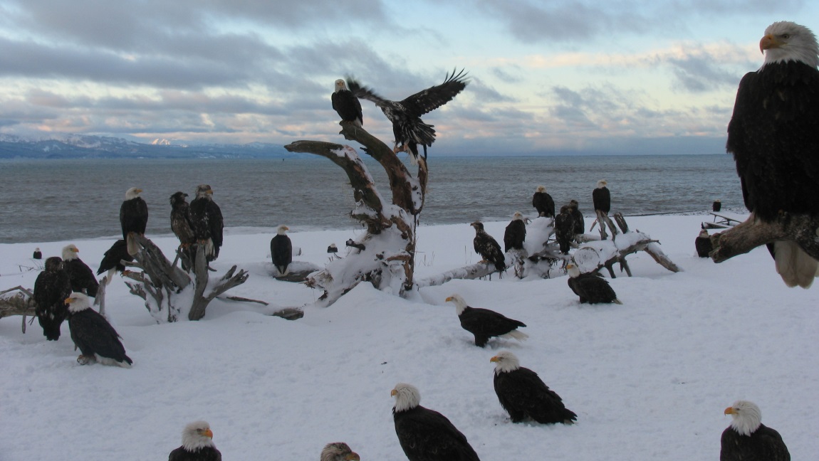 Eagles at the feeding area