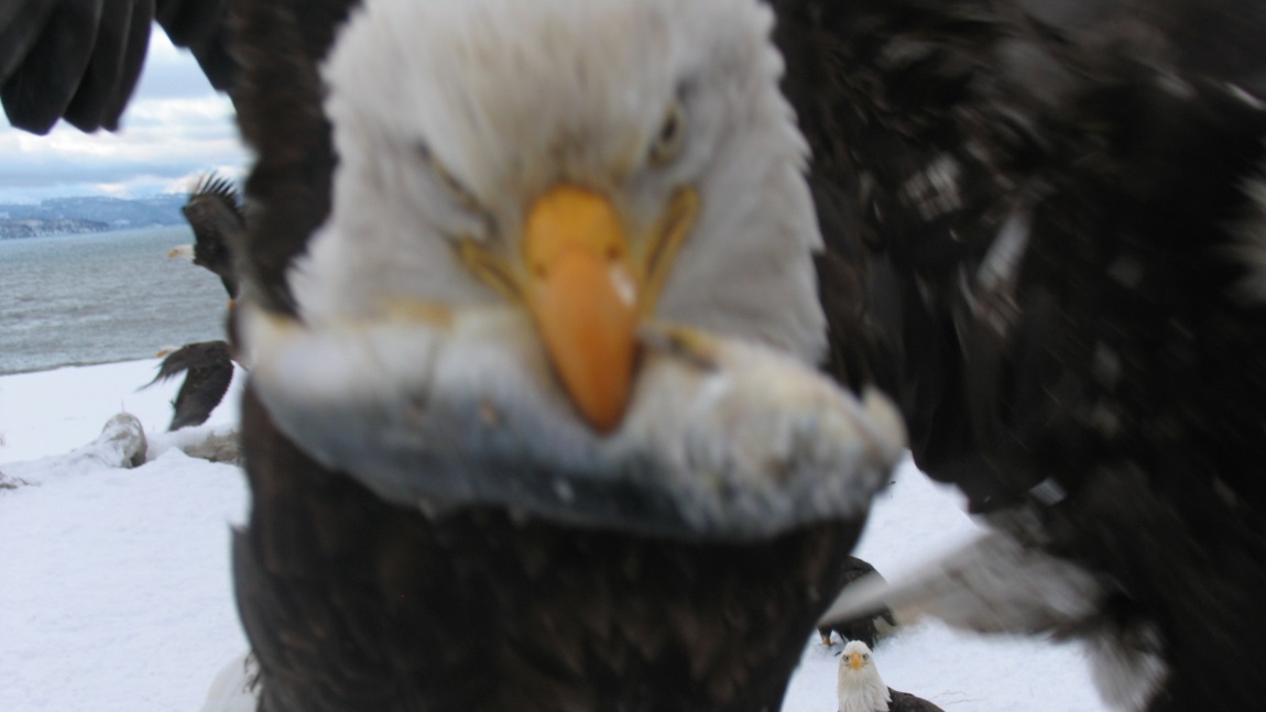 Eating a small fish