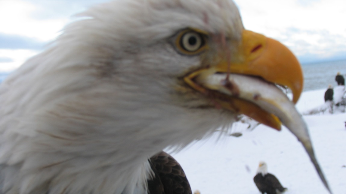 Eating a small fish