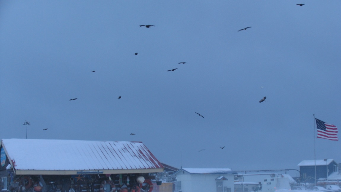 Bald eagles flying overhead
