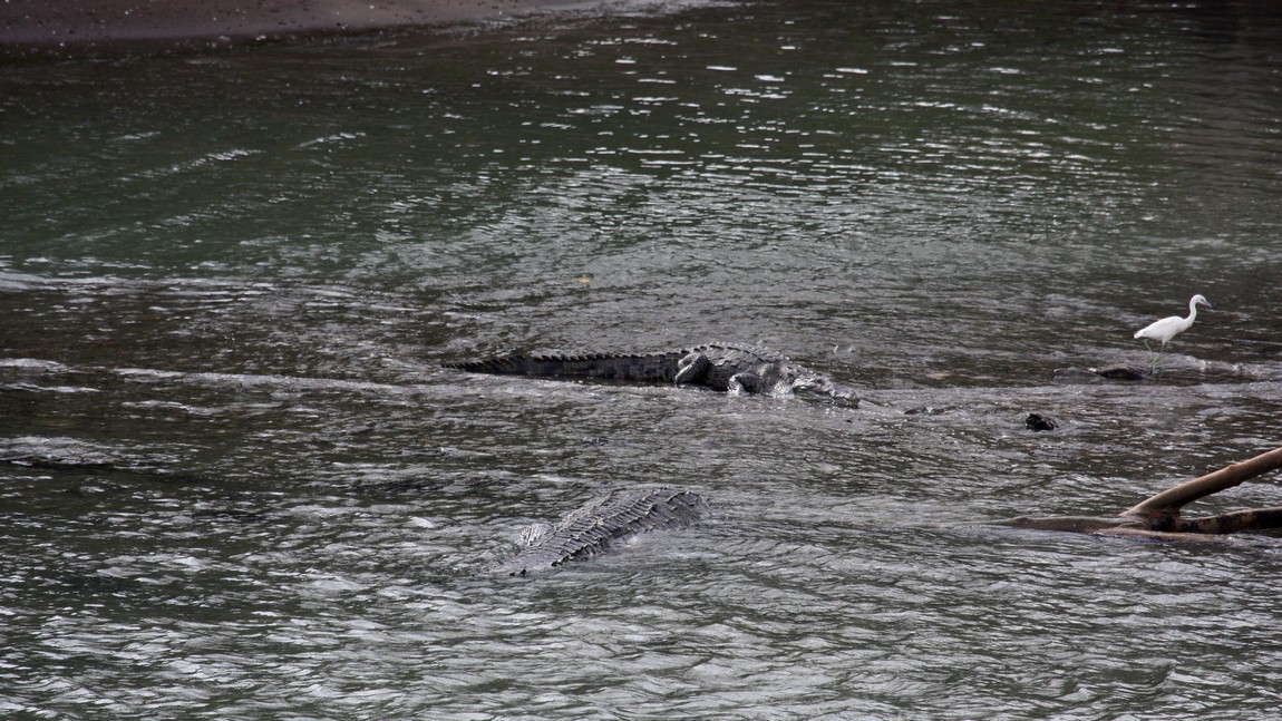 Alligators in Limon Bay