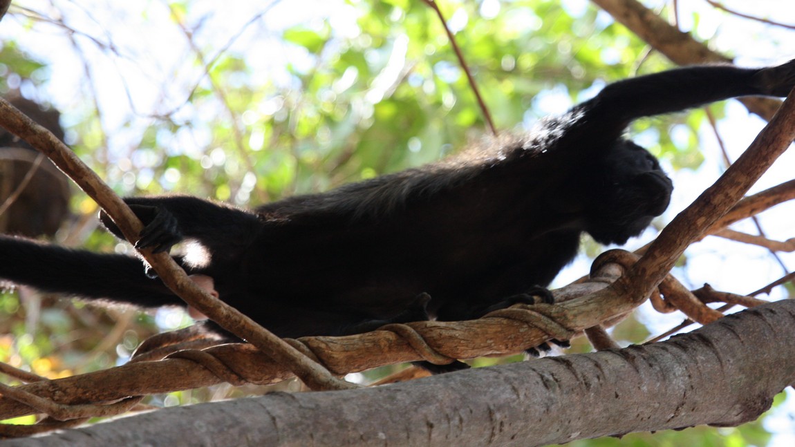 Howler monkey
