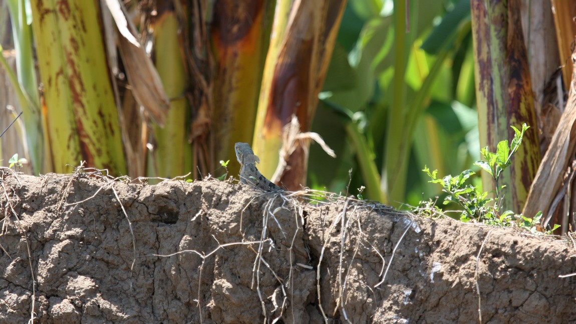 Lizard near the Tarcoles River