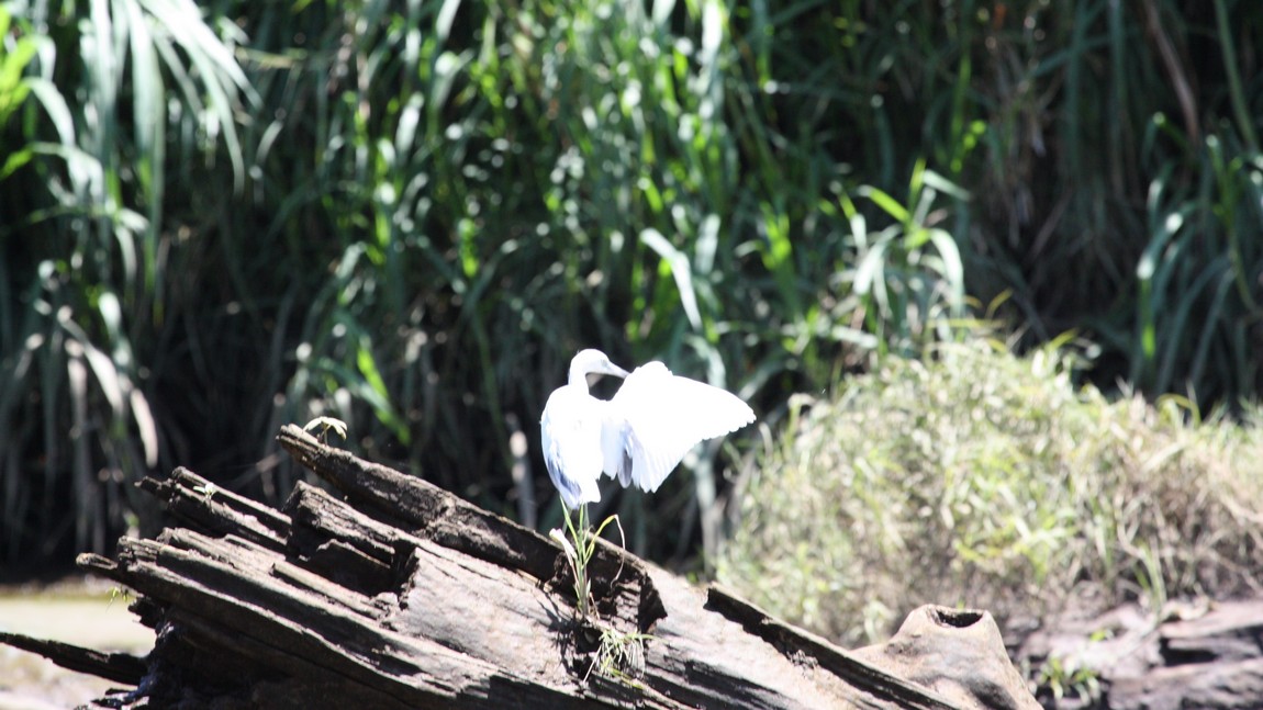 Heron on the Tarcoles River