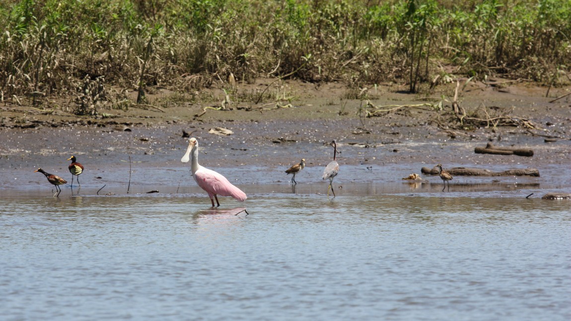Pink Spoonbill on the Tarcoles River