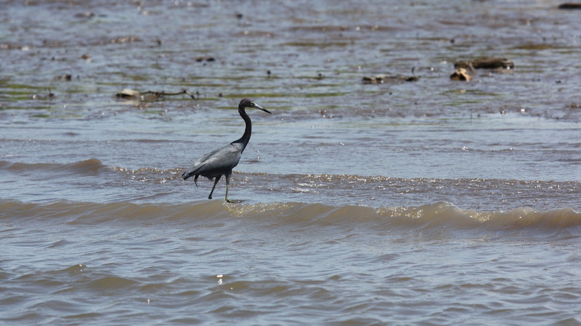 Darker species of heron