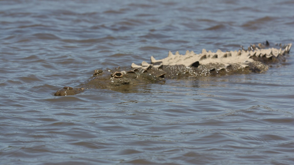 Crocodile in the Tarcoles River