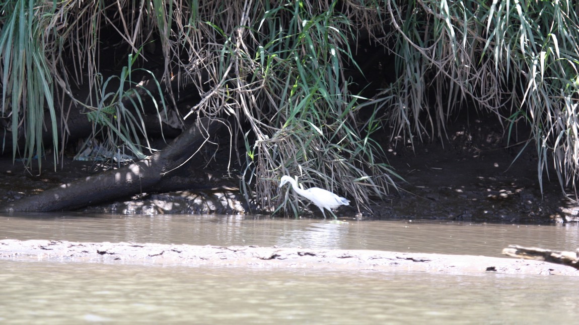 Bird near the Tarcoles River