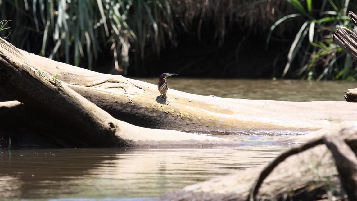 Watching for small fish