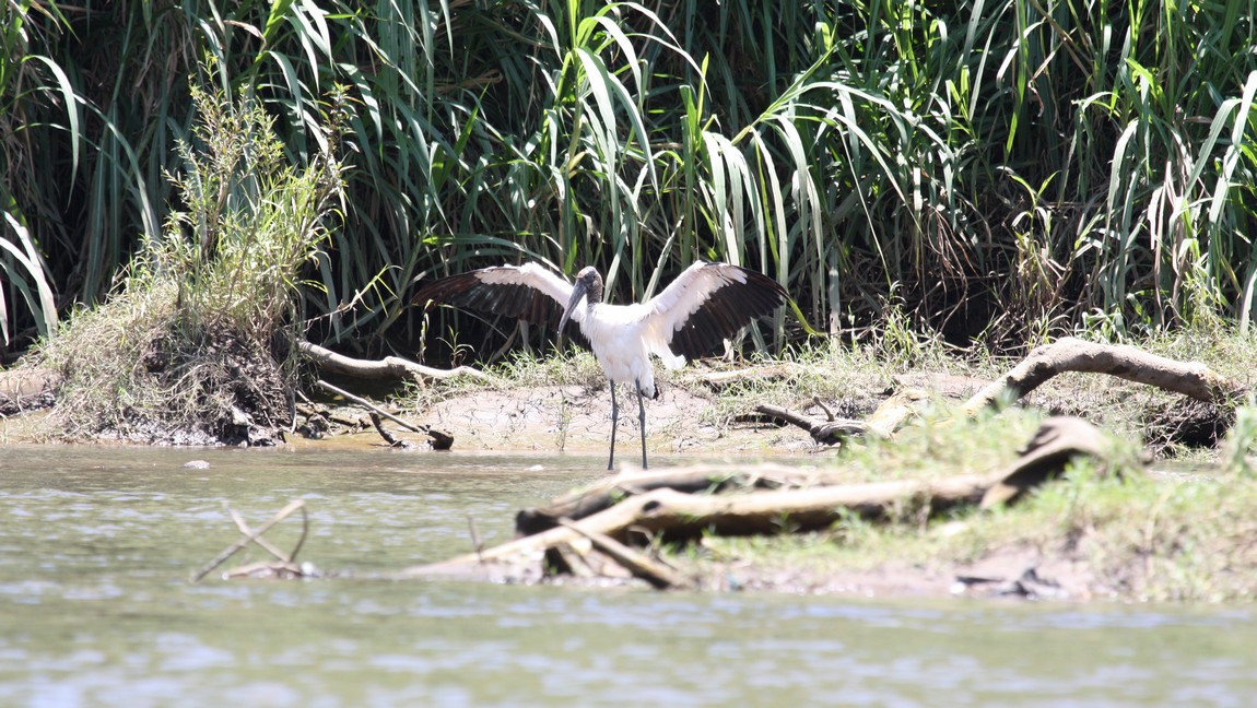 Bird with open wings
