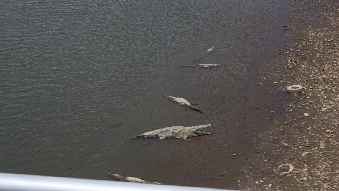 Group of crocodiles