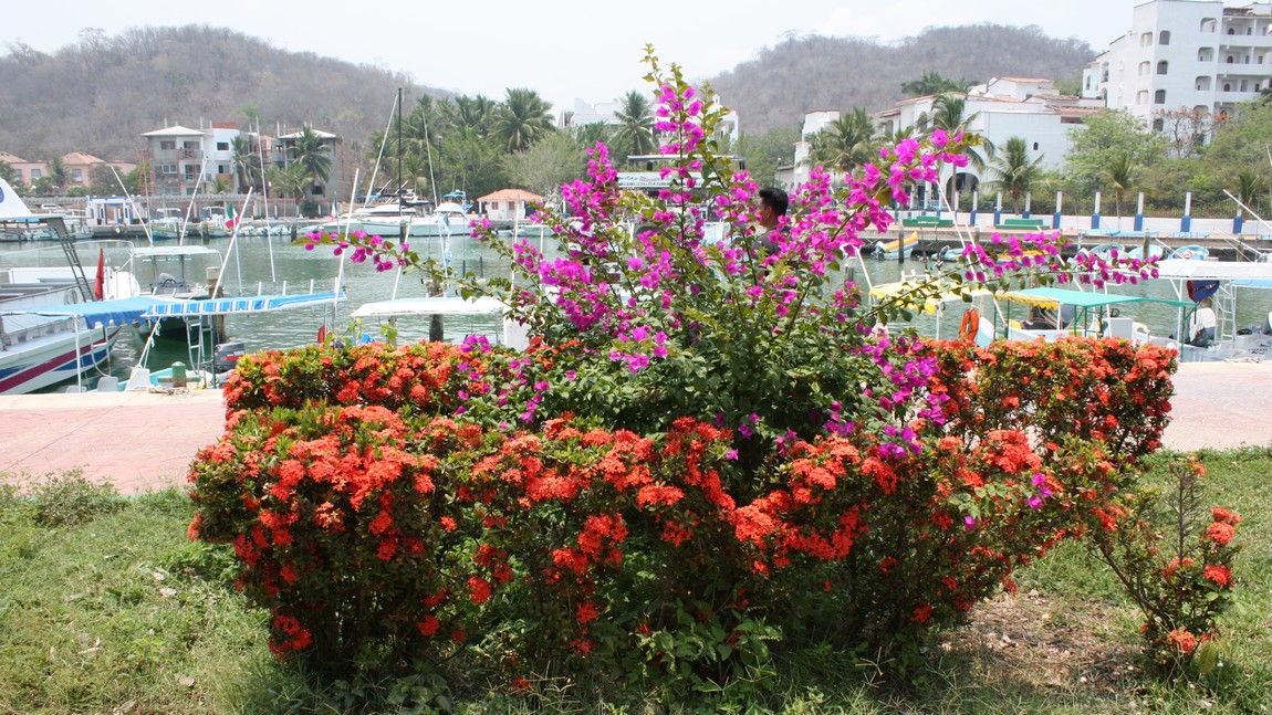 Flowers near the harbor
