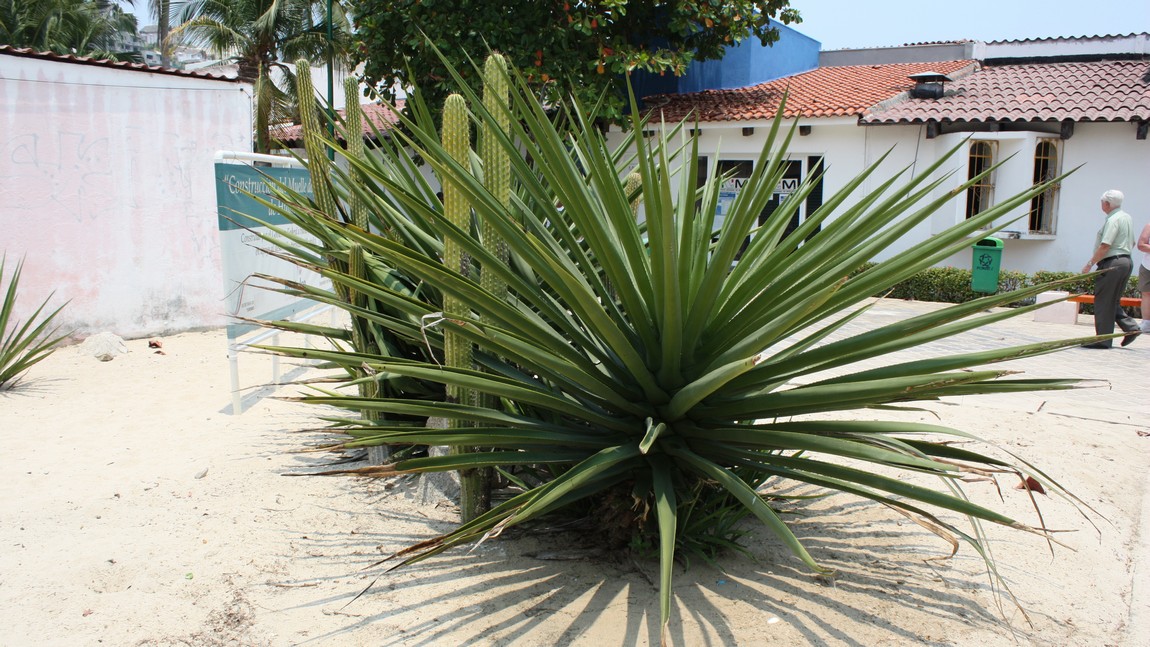 Heat tolerant plants