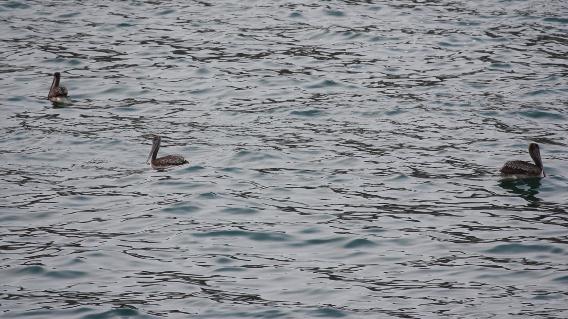 Pelicans in the bay